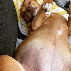 Meet your Posher, Dawn